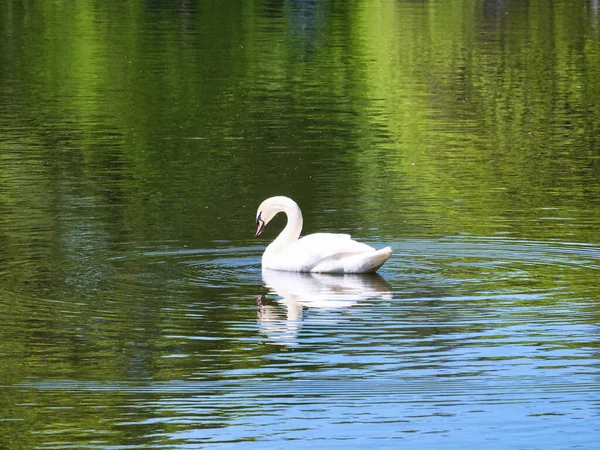 Bonito Cisne Branco Solitário Nadando Uma Lagoa — Fotografia de Stock