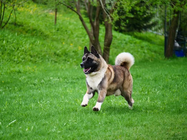 American Akita Σκυλί Τρέχει Μέσα Από Πράσινο Γρασίδι Ηλιόλουστη Μέρα Royalty Free Εικόνες Αρχείου