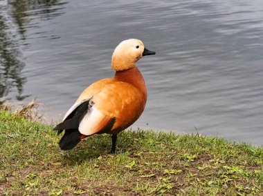 Göletin kenarındaki çimlerin üzerinde bir yaban arısı duruyor. Baharın Başları