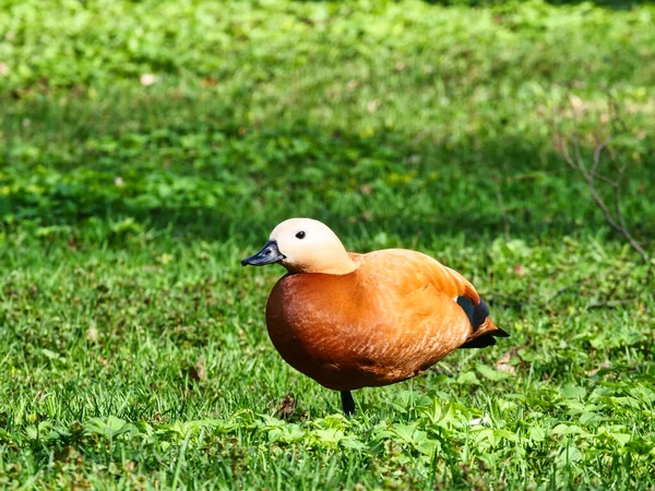 Mandarinanka Står Ett Ben Det Gröna Gräset Parken — Stockfoto