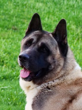 Amerikan Akita köpeği kafası yakın plan. Parlak güneşli bir gün