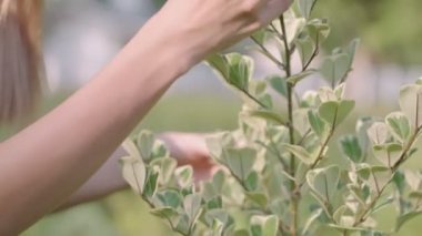 Güzel bir kadın nazikçe bitki yaprağına dokunur, doğa sürdürülebilirliğini korur, tarımsal çevre sağlığını korur, toprak anayla ilgilenir, dünya yeşilini sever, insan ve doğa birbirine bağlanır.