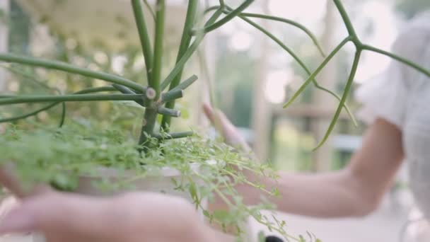 Sağlıklı Bir Cilt Bakımı Bitkinin Gövdesini Yeniden Saksıladıktan Sonra Kontrol — Stok video