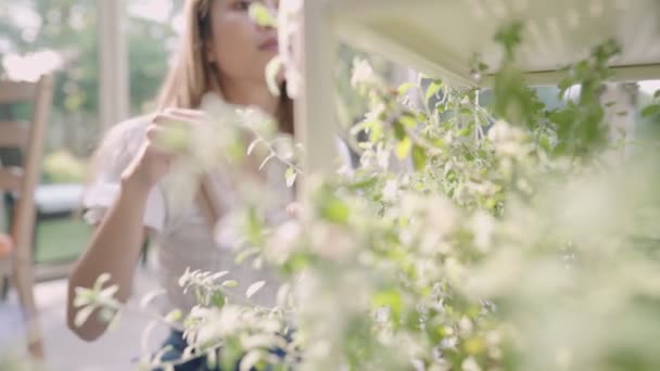 若いアジアのブロンドの髪の女性は彼女の植物の花を世話します 健康的な肌の女の子は飾る棚の上に緑の鉢植えを世話します 温室の眼鏡を通して日光輝くパス 明るい晴れた日 — ストック動画