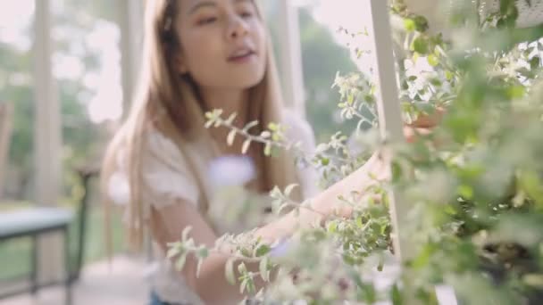 Junge Asiatin Mit Blonden Haaren Dekoration Ihrer Gewächshausinnenplantage Pflege Der — Stockvideo