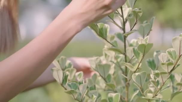 Güzel Bir Kadın Nazikçe Bitki Yaprağına Dokunur Doğa Sürdürülebilirliğini Korur — Stok video