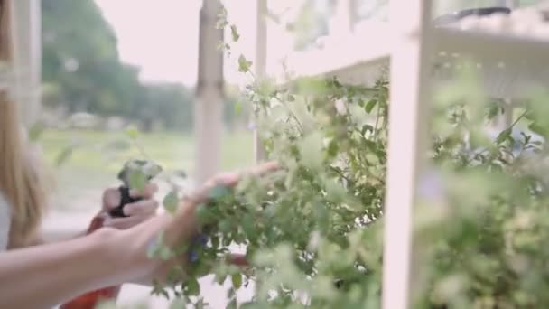 Close Vrouwelijke Hand Sproeien Water Haar Plant Ochtend Gelukkige Jonge — Stockvideo