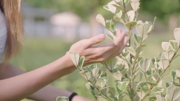 Uma Pele Bebê Leve Mãos Suavemente Admirador Uma Beleza Plantas — Vídeo de Stock
