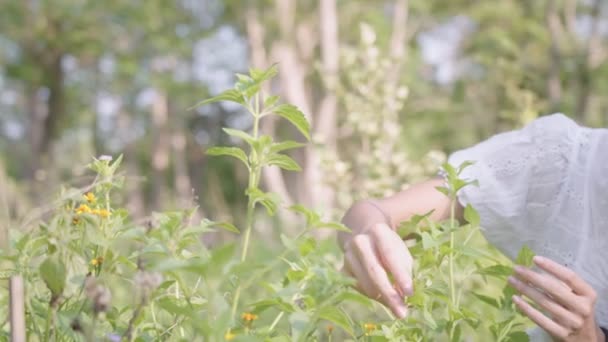 Гладкая Светлая Кожа Руки Сбор Кончика Зеленой Азии Травы Течение — стоковое видео