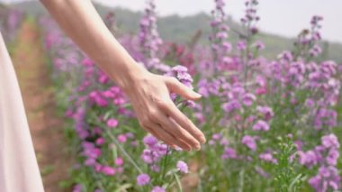 Yaz boyunca güzel mor çiçek çiftliğinde günlük kıyafetlerle yürüyen genç Asyalı kadın vücudu, güneş ışığı altında ince bir elle taze bitki yapraklarına dokunup okşama, boş zaman aktivitesi, güzel Asya doğal kaynakları.