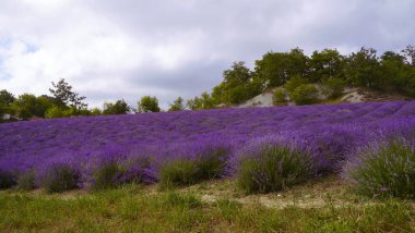 İtalya 'nın Savona bölgesindeki Liguria bölgesinde lavanta tarlası