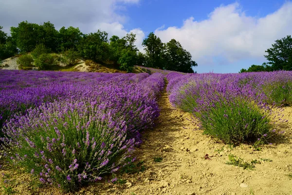 Lavender Field Italy Region Liguria Province Savona — Stock Photo, Image