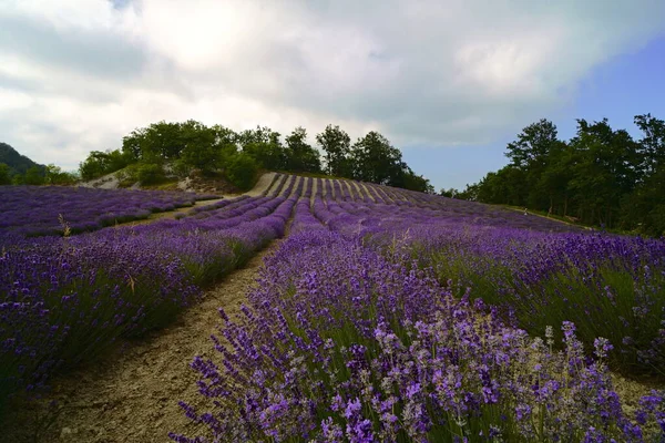 Lavender Field Italy Region Liguria Province Savona — Stock Photo, Image