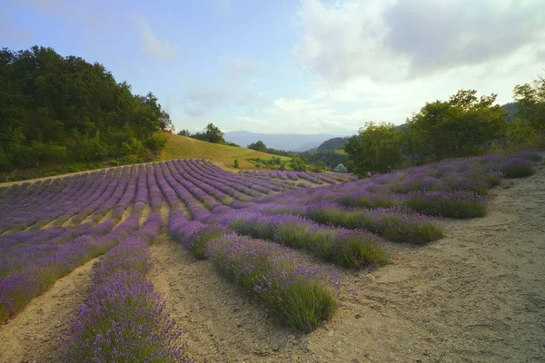 Lavender Field Italy Region Liguria Province Savona — Stock Photo, Image