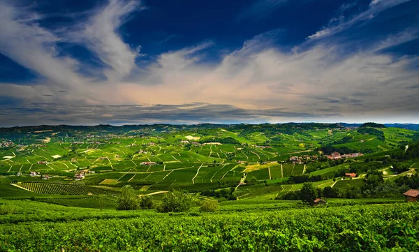 Viñedos Langhe Provincia Cuneo Italia — Foto de Stock