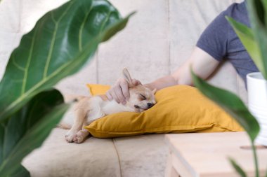 Bitkinin yanındaki sarı yastığa uzanmış bir köpek. Yavru köpek kanepede rahatla.