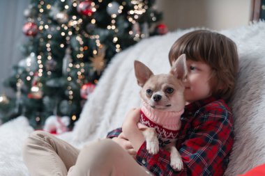 Kazaklı Chihuahua köpeği. Kucaklayan çocuk Noel 'de battaniyeyle kanepede..