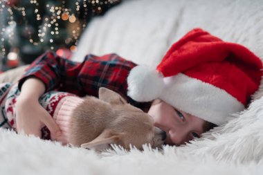 Kazaklı Chihuahua köpeği Noel 'de küçük bir çocuğun yüzünü battaniyeyle kanepede yalıyor..