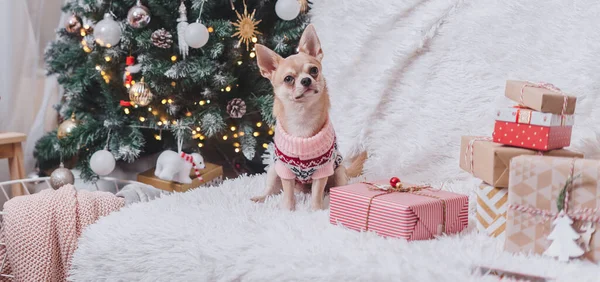 愛らしい小さなクリスマス犬Chihuahua犬でセーターは毛布の上に横たわる — ストック写真