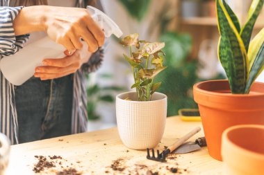 Kadın bahçıvanlar bitkileri suluyor.