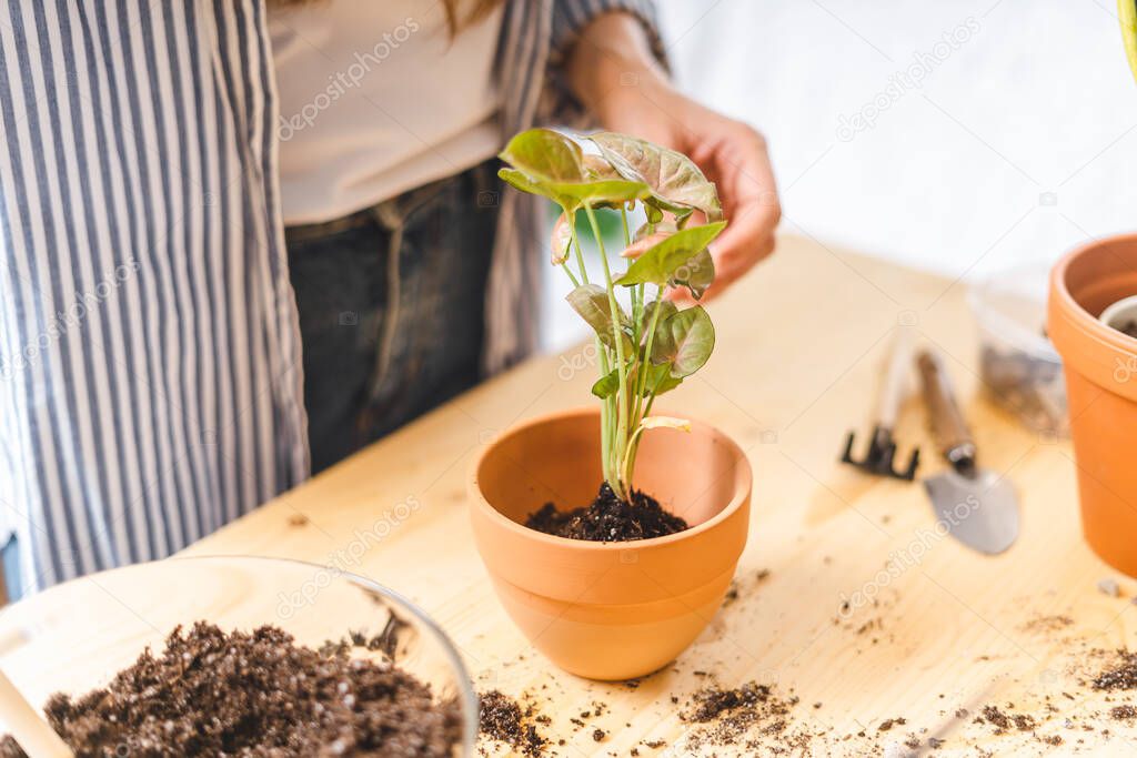 Woman gardeners potted plant