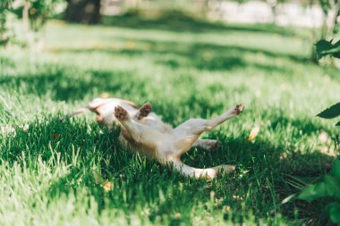 Chihuahua puppy dog butt and back paws lying down on green grass