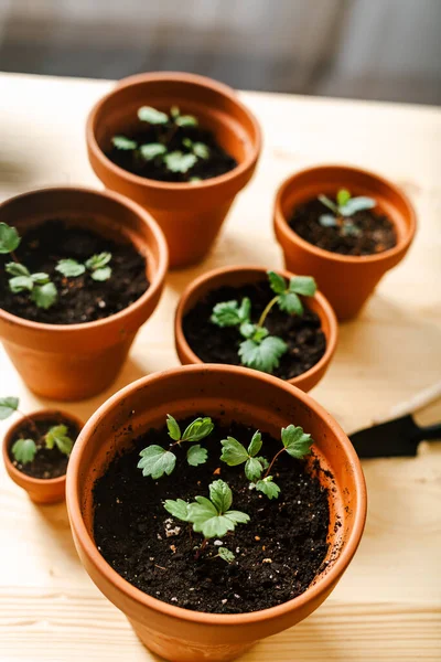 Tohumlama ve saksı bitkisi