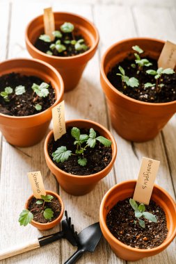 Tohumlama ve saksı bitkisi