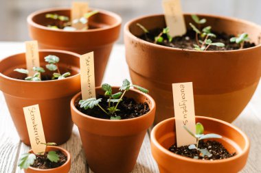 Çilek filizlerini kapatın seramik terakota saksılarına seramik tohum ekin ahşap masa arkasında. Evde bahçıvanlık, ev bitkisi sevgisi. Bahar geldi. Saksı bitkileri. 