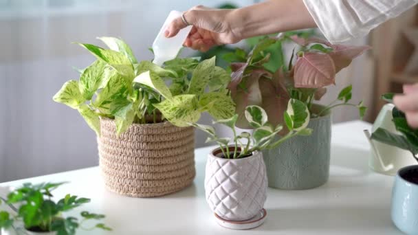 Női kertészek műtrágya növény kerámia edények a fehér asztalon — Stock videók
