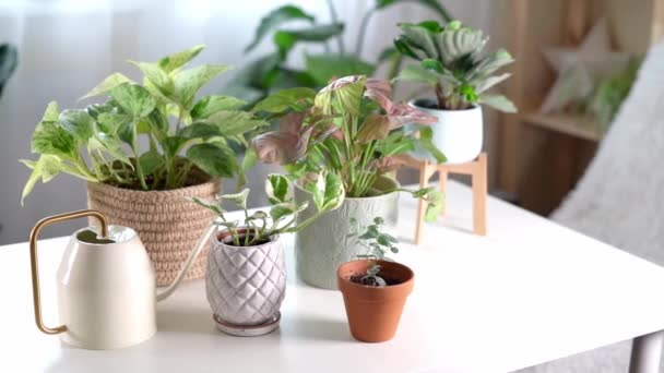 Mulher jardineiros fertilizante planta em vasos cerâmicos na mesa branca — Vídeo de Stock