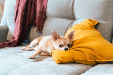 Komik köpek yavrusu chihuahua kanepede ve yastıkta kapalı yerde yatıyor. Soğuk sonbahar kış havasında battaniyenin altında ısınan sevimli küçük köpek. Evcil hayvan elinde mum ve dekorla oturma odasında.