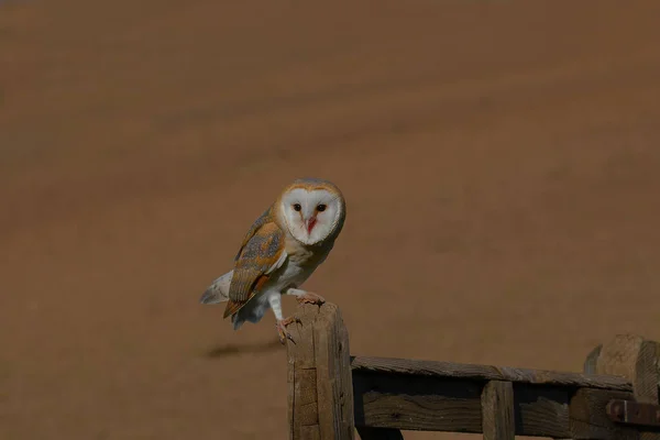 Barn Owl Plomykowka Sowa Drapierznik — ストック写真