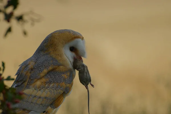 Barn Owl Plomykowka Sova Drapierznik — 图库照片