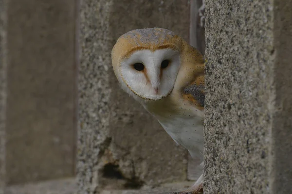 Barn Owl Plomykowka Sova Drapierznik — 图库照片