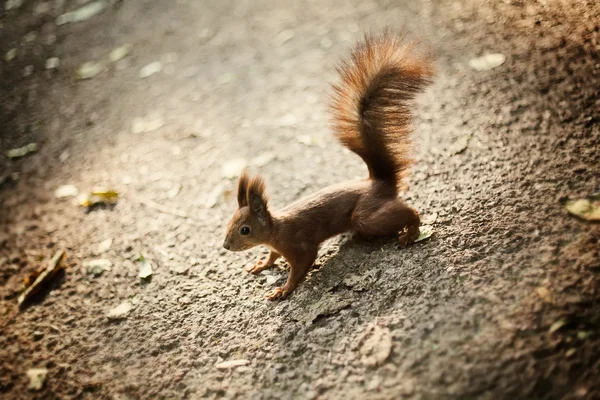 Eichhörnchen mit buschigem Schwanz Stockfoto