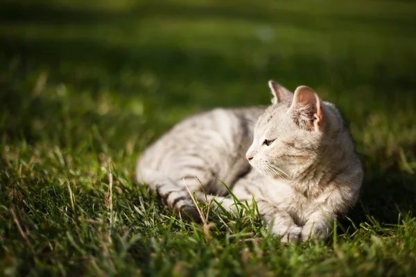 Hermoso blanco gato se encuentra en la hierba — Foto de Stock