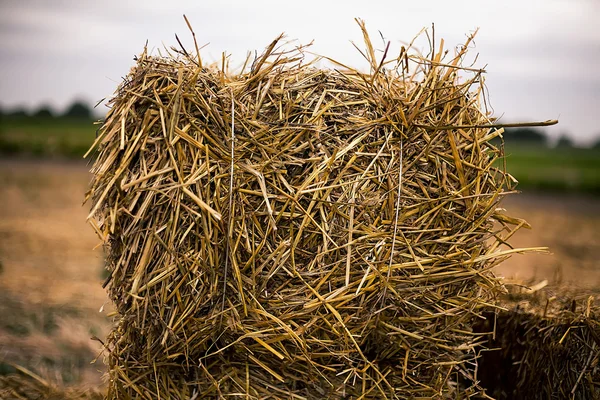 Höstack i ett fält — Stockfoto