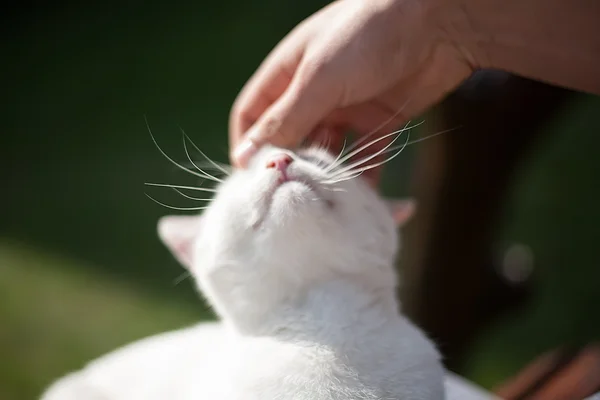 Gato branco acariciado Imagem De Stock