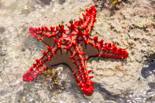 Rode zeester op de rots — Stockfoto