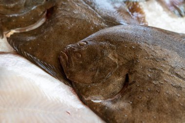 Taze Brill Balığı Yığını (Scophthalmus rhombus) bir balık türüdür..
