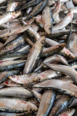 Pazarda satılan bir grup taze sardalya, deniz ürünleri..