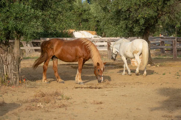 Two Horses Corral Ranch — Stock Photo, Image