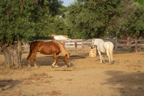 Bonitos Dos Caballos Corral Rancho — Foto de Stock