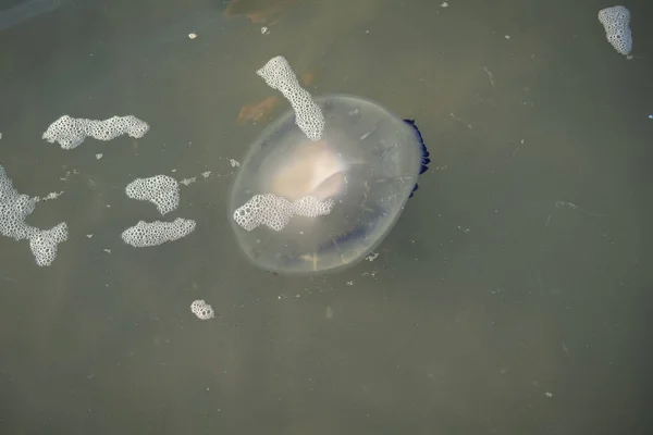 Big Barrel Jellyfish Shore Close Rhizostoma Pulmo Found Adriatic Mediterranean — Stock Photo, Image