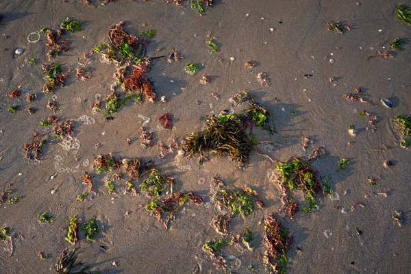 绿色和红色的海藻被海浪冲到海滩上 在意大利里多阿德里亚诺的亚得里亚海 海藻的死亡是一个生态问题 — 图库照片