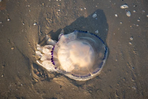Gran Barril Medusas Muerte Playa Cerca Rhizostoma Pulmo Encuentra Adriático — Foto de Stock