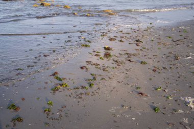 Dalgalar yüzünden yeşil ve kırmızı deniz yosunu sahile savruldu. Alglerin ölümü ekolojik bir sorun, Adriyatik Denizi, Lido Adriano, İtalya