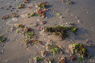 Dalgalar yüzünden yeşil ve kırmızı deniz yosunu sahile savruldu. Alglerin ölümü ekolojik bir sorun, Adriyatik Denizi, Lido Adriano, İtalya