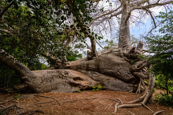 Baobab Zanzibar — Zdjęcie stockowe